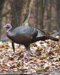 Wild turkey near Hesston, PA (Photo by Vickie Smith)